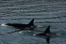 17-hari-bawa-bangkai-anaknya-sejauh-1.600-km,-orca-betina-ini-jadi-simbol-krisis-populasinya