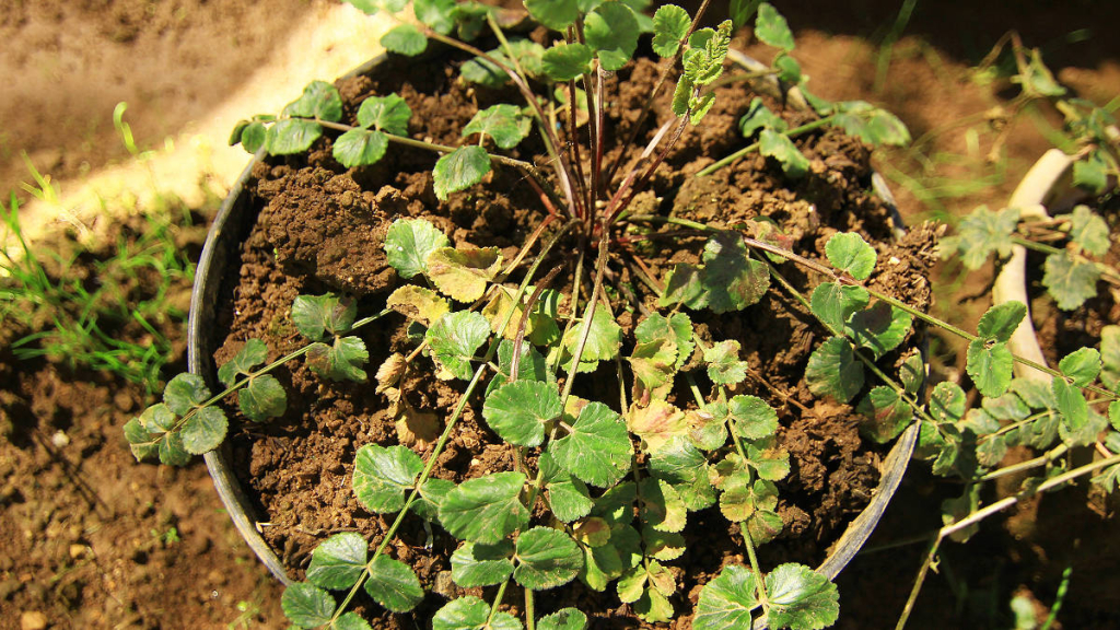 dijuluki-ginseng-jawa,-tak-banyak-yang-tahu-kalau-tanaman-ini-perlahan-makin-langka
