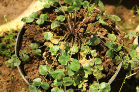 dijuluki-ginseng-jawa,-tak-banyak-yang-tahu-kalau-tanaman-ini-perlahan-makin-langka