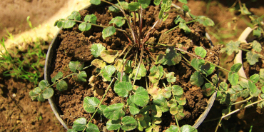 dijuluki-ginseng-jawa,-tak-banyak-yang-tahu-kalau-tanaman-ini-perlahan-makin-langka