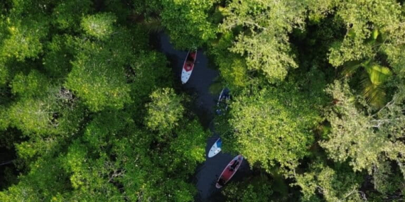 warga-pulihkan-hutan-mangrove-soropia-di-tengah-ancaman-proyek-terminal-migas