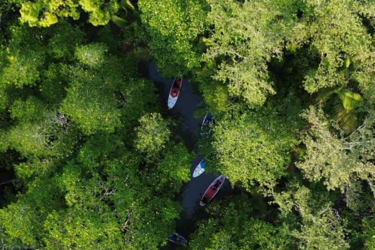 warga-pulihkan-hutan-mangrove-soropia-di-tengah-ancaman-proyek-terminal-migas