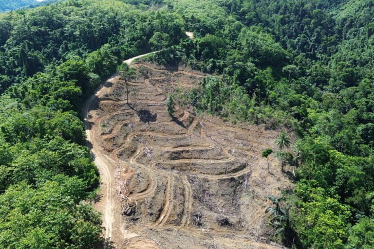 warga-waswas-ketika-hutan-gorontalo-utara-terus-tergerus