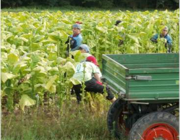Studi Peneliti 5 Kampus Global tentang Petani Tembakau Jungkirkan Klaim Industri