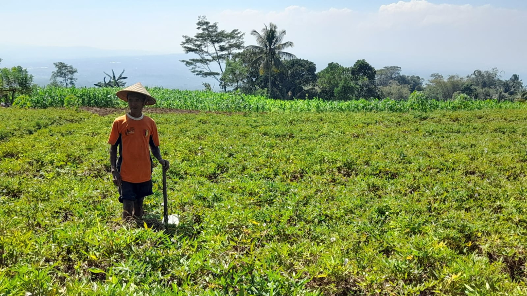 survei-petani-tembakau:-mantan-peroleh-pendapatan-lebih-tinggi-dari-tanaman-non-tembakau