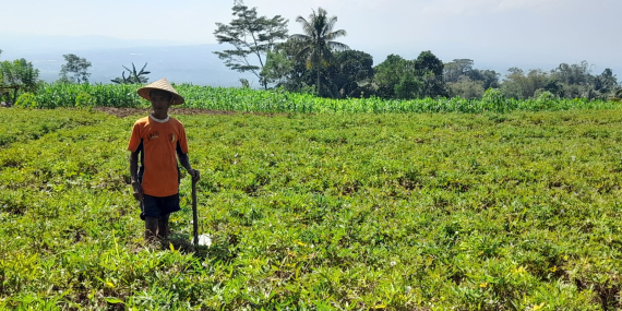 Survei Petani Tembakau: Mantan Peroleh Pendapatan Lebih Tinggi dari Tanaman Non-tembakau