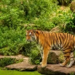 dua-orang-tewas-diterkam-harimau-di-riau,-walhi-desak-pemulihan-habitat