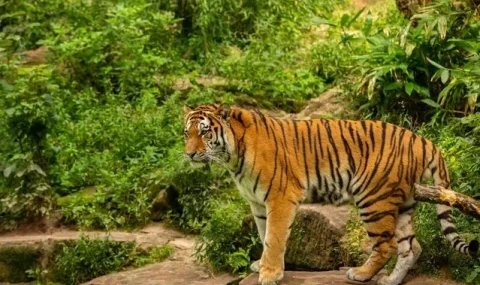 dua-orang-tewas-diterkam-harimau-di-riau,-walhi-desak-pemulihan-habitat