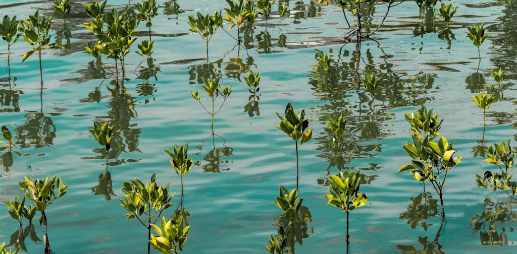 the-missing-link-in-the-blue-carbon-agenda:-the-workforce