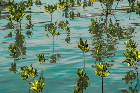 the-missing-link-in-the-blue-carbon-agenda:-the-workforce