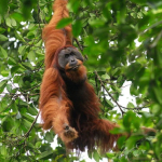kisah-orangutan-sumatera-yang-tergusur-dari-rumah-sendiri