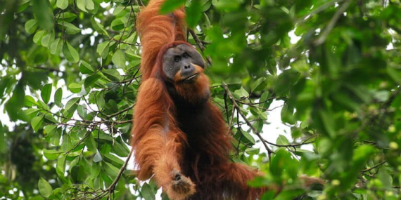 kisah-orangutan-sumatera-yang-tergusur-dari-rumah-sendiri