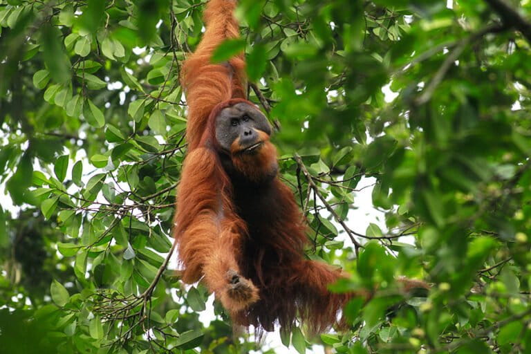 kisah-orangutan-sumatera-yang-tergusur-dari-rumah-sendiri