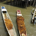 sejak-laut-tercemar,-petani-rumput-laut-tinanggea-kehilangan-segalanya