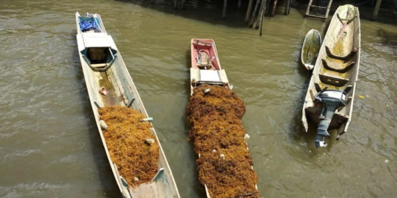 sejak-laut-tercemar,-petani-rumput-laut-tinanggea-kehilangan-segalanya