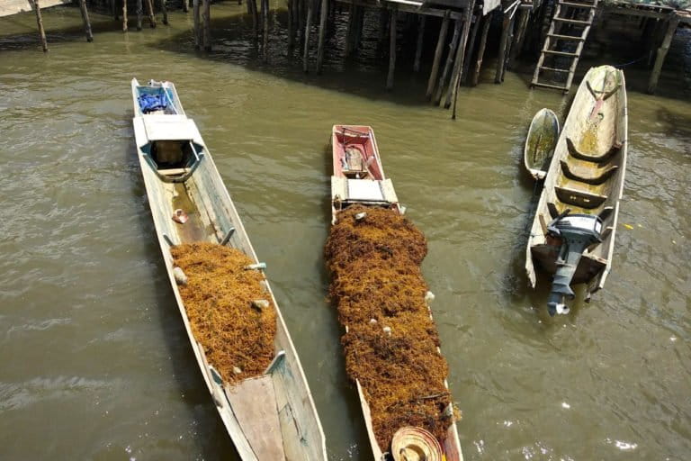 sejak-laut-tercemar,-petani-rumput-laut-tinanggea-kehilangan-segalanya