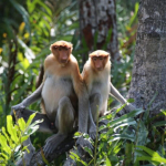satwa-terancam-punah-ini-dijuluki-“monyet-belanda”,-padahal-hidupnya-di-hutan-mangrove-kalimantan