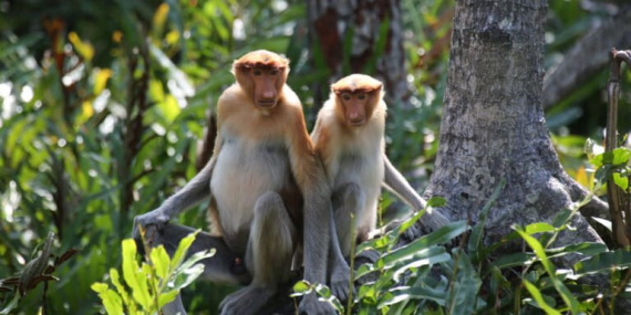 satwa-terancam-punah-ini-dijuluki-“monyet-belanda”,-padahal-hidupnya-di-hutan-mangrove-kalimantan