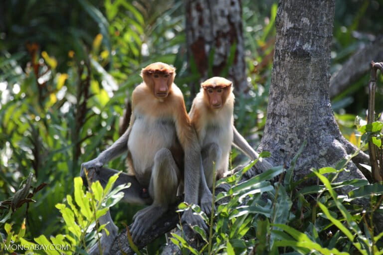 satwa-terancam-punah-ini-dijuluki-“monyet-belanda”,-padahal-hidupnya-di-hutan-mangrove-kalimantan