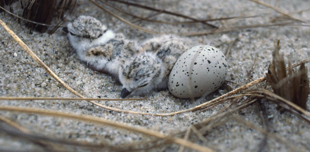 why-trump’s-move-to-gut-the-endangered-species-act-likely-won’t-hold-up-in-court