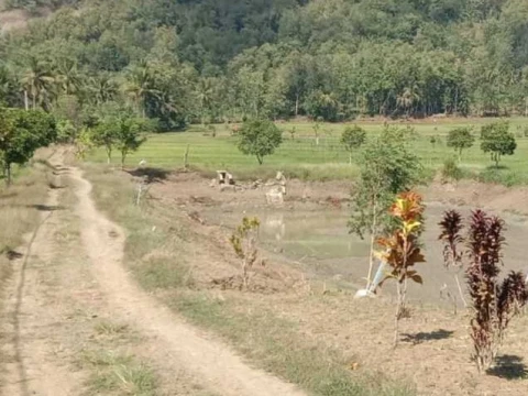 krisis-air-gerus-hasil-pertanian-banyumas,-ansor-soroti-belum-terwujudnya-solusi-jangka-panjang