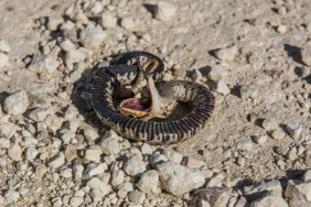 ular-hognose-timur:-berpura-pura-mati-dan-berbau-busuk-untuk-bertahan-hidup