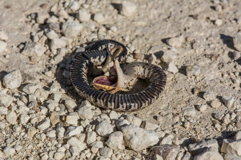 ular-hognose-timur:-berpura-pura-mati-dan-berbau-busuk-untuk-bertahan-hidup