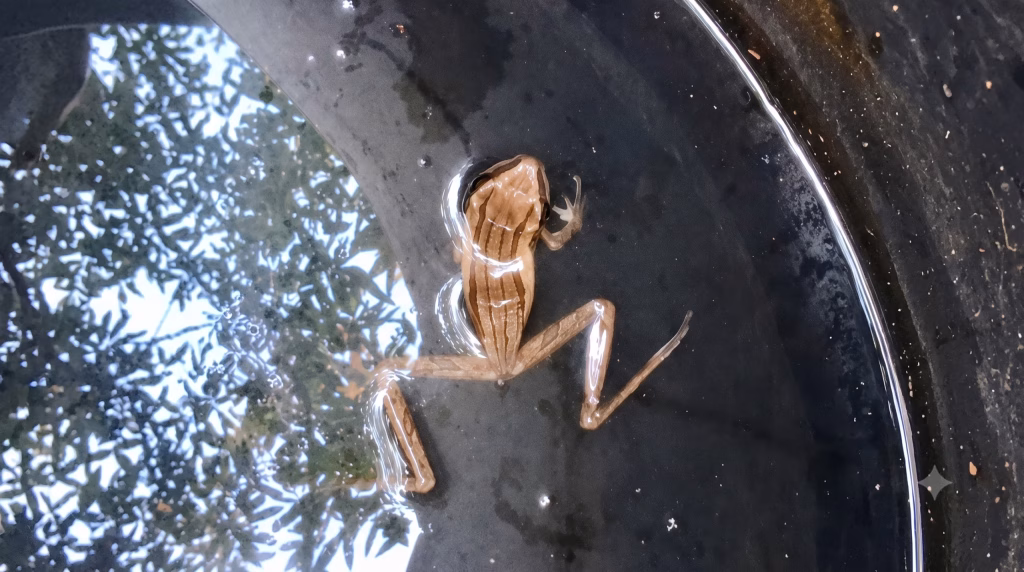 jejak-katak-pohon-bergaris-yang-bertahan-di-pantura-kendal