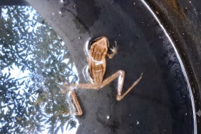 jejak-katak-pohon-bergaris-yang-bertahan-di-pantura-kendal