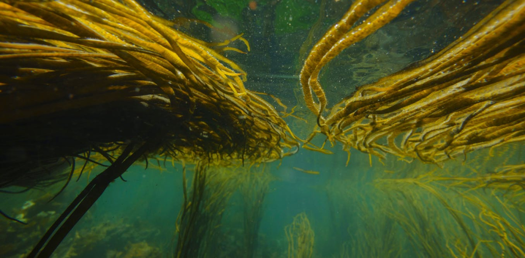 in-hot-water:-what-happens-to-marine-life-during-heatwaves