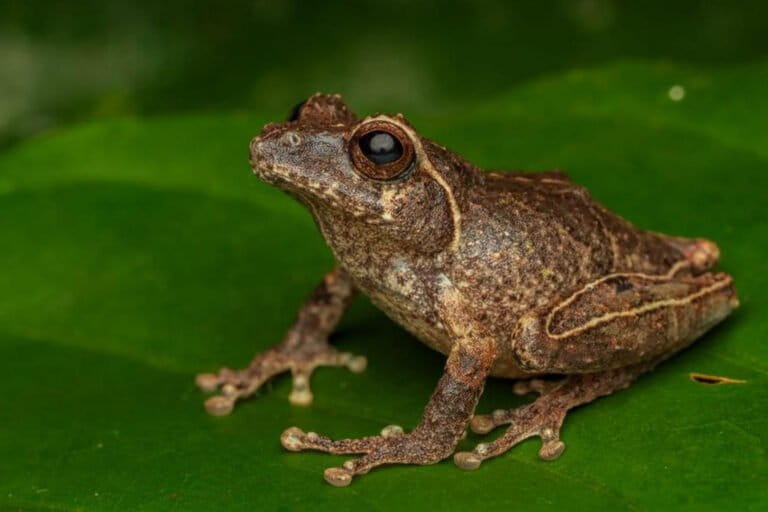 spesies-katak-baru-penghuni-serasah-merapi