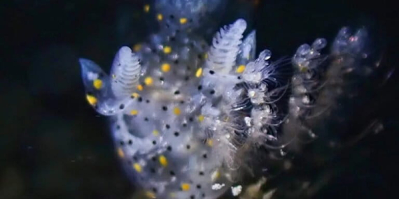 setelah-200-tahun,-spesies-siput-laut-baru-sebesar-biji-wijen-ini-baru-ditemukan