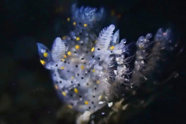 setelah-200-tahun,-spesies-siput-laut-baru-sebesar-biji-wijen-ini-baru-ditemukan