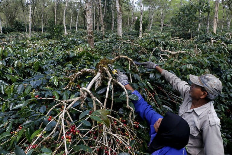 krisis-iklim-bikin-produksi-kopi-arabika-turun-80-persen