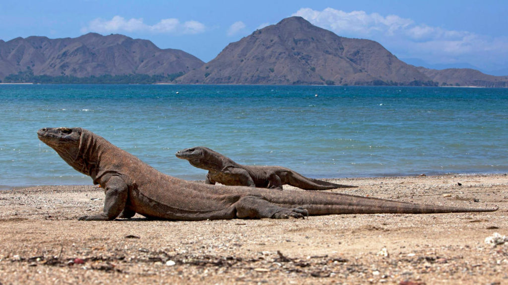 kabar-baik-dari-tn-komodo!-populasi-komodo-dan-kakatua-jambul-kuning-membaik