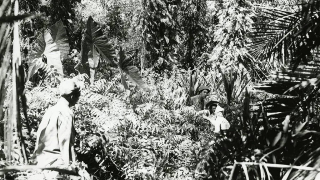 perkebunan-di-bandung-yang-menentukan-nasib-pasukan-sekutu-di-perang-dunia-ii