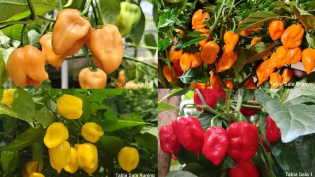 pedas-nampol!-cabai-habanero-lokal-pertama-di-ri-lahir-dari-ilmuwan-ipb