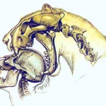 dinofelis,-predator-bertaring-belati-yang-memburu-manusia-pada-1,2-juta-tahun-lalu