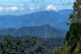 menyoal-kebun-sawit-sitaan-dari-kawasan-hutan-sumut-buat-dukung-b50