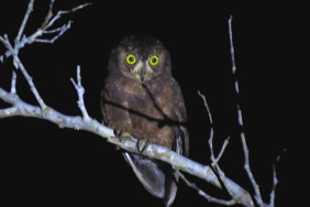 selain-kepala-yang-dapat-berputar-270-derajat,-ini-10-keunikan-burung-hantu-lainnya