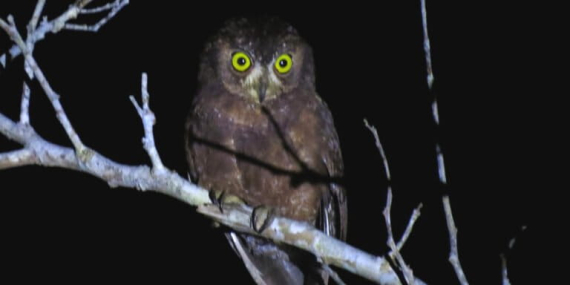 selain-kepala-yang-dapat-berputar-270-derajat,-ini-10-keunikan-burung-hantu-lainnya