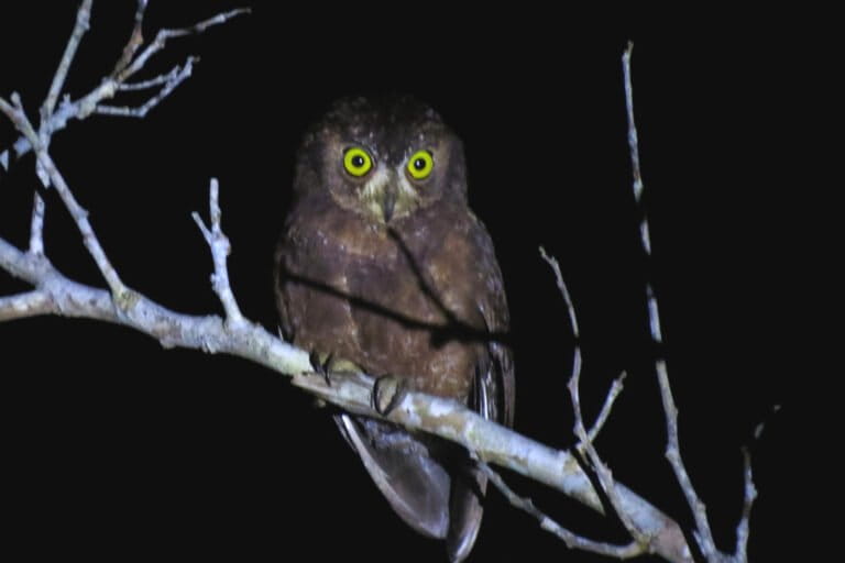 selain-kepala-yang-dapat-berputar-270-derajat,-ini-10-keunikan-burung-hantu-lainnya