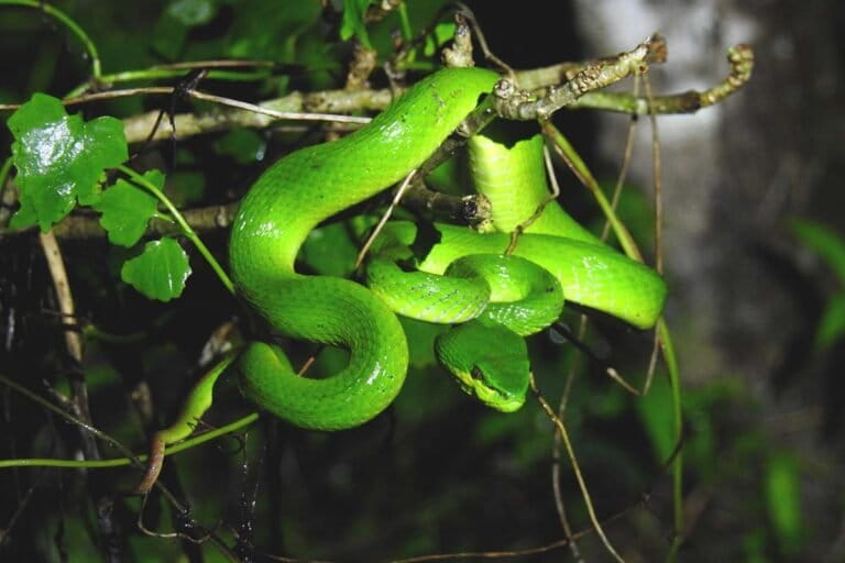 trimeresurus-insularis,-ular-berbisa-3-warna-yang-jago-kamuflase