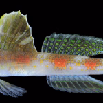 mengenal-ikan-gobi-udang,-spesies-baru-penjaga-laut-dangkal-banyuwangi