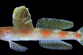 mengenal-ikan-gobi-udang,-spesies-baru-penjaga-laut-dangkal-banyuwangi
