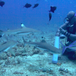 gharonk,-merintis-wisata-selam-untuk-meneliti-hiu-di-morotai