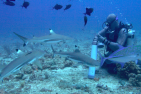 gharonk,-merintis-wisata-selam-untuk-meneliti-hiu-di-morotai