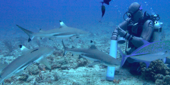 gharonk,-merintis-wisata-selam-untuk-meneliti-hiu-di-morotai