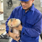 hantavirus-ditemukan-pada-peternak-satwa-liar-di-vietnam:-alarm-bagi-asia-tenggara