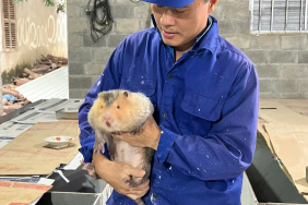 hantavirus-ditemukan-pada-peternak-satwa-liar-di-vietnam:-alarm-bagi-asia-tenggara